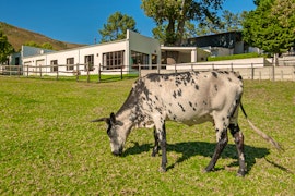 Hermanus Accommodation at  | Viya