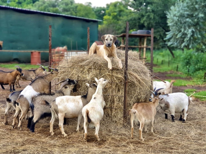 Gauteng Accommodation at The Donkey Dairy Kothuis - Plaaswerf Verblyf | Viya