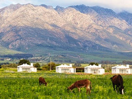 Boland Accommodation at Duikersdrift Winelands Country Escape | Viya