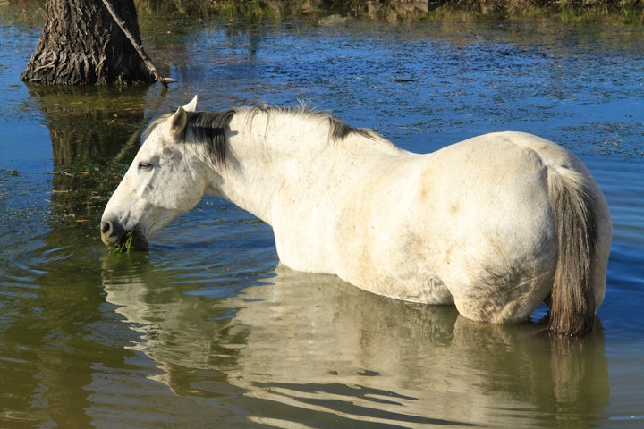 Free State Accommodation at Blackwoods Farm Cottages | Viya