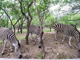 Kruger National Park South Accommodation at Kruger Nights | Viya