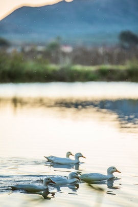 Cape Winelands Accommodation at Goedereede Guest Farm Rondawel Cottage | Viya