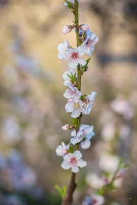 Cape Winelands Accommodation at Goedereede Guest Farm Rondawel Cottage | Viya