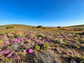 Northern Cape Accommodation at Paardekraal | Viya