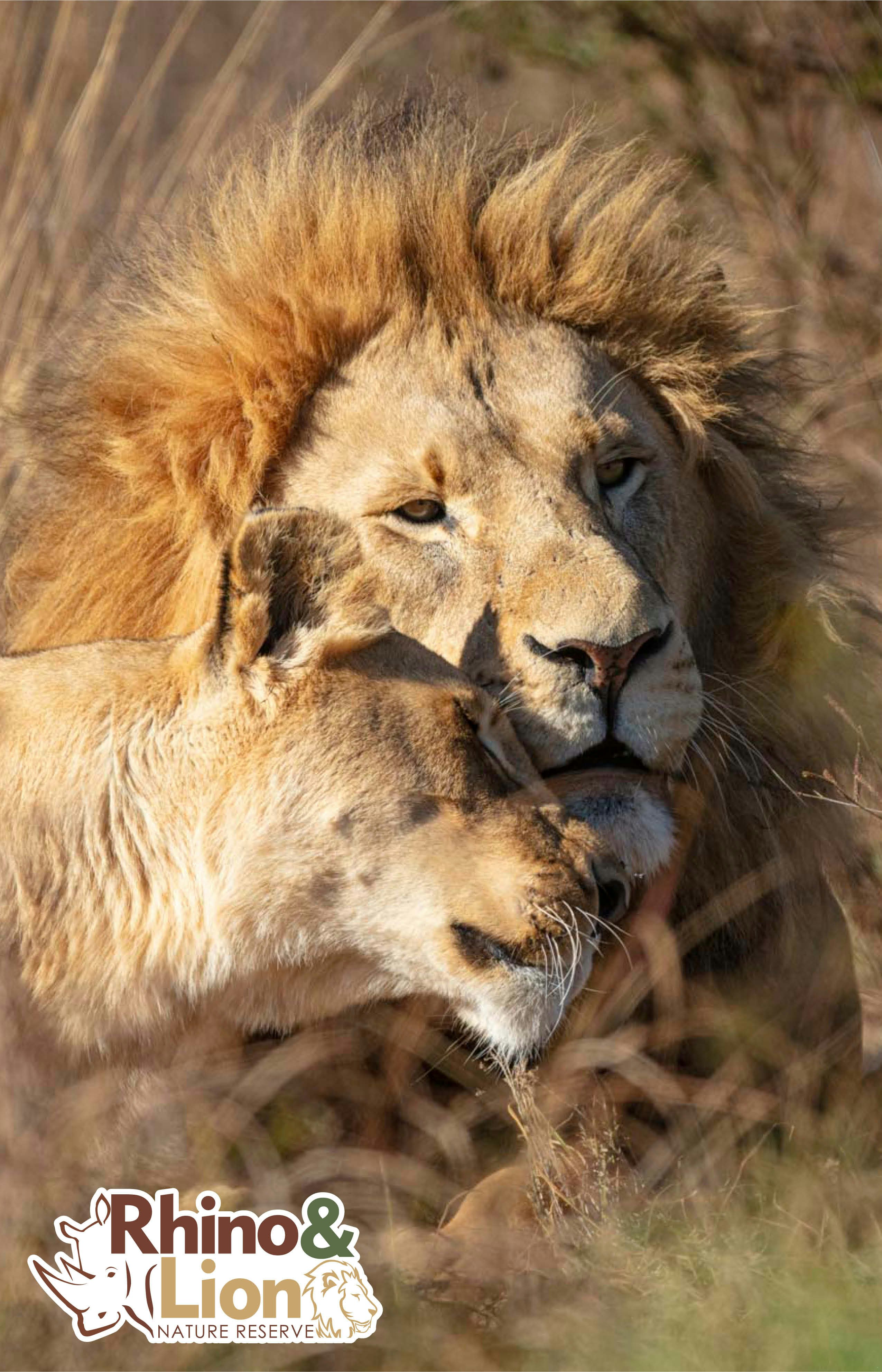 Rhino And Lion Nature Reserve Bothongo Wonder Cave Lekkeslaap