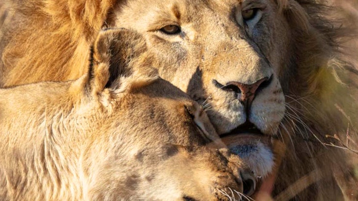  by Rhino and Lion Nature Reserve & Bothongo Wonder Cave | LekkeSlaap