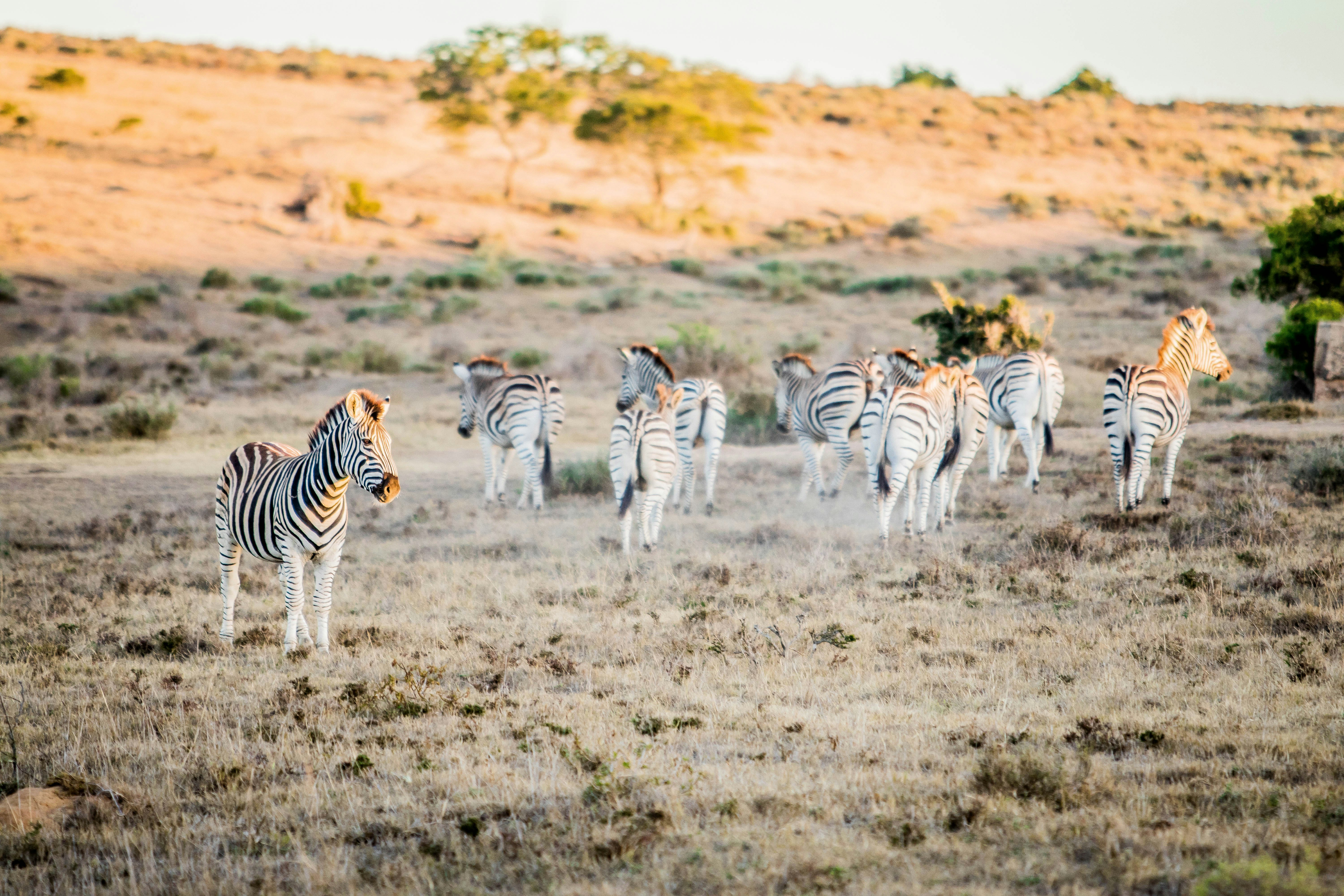 African Safari Lodge | LekkeSlaap