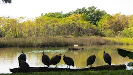 Loskop Valley Accommodation at Guinea Feather Country Lodge | Viya