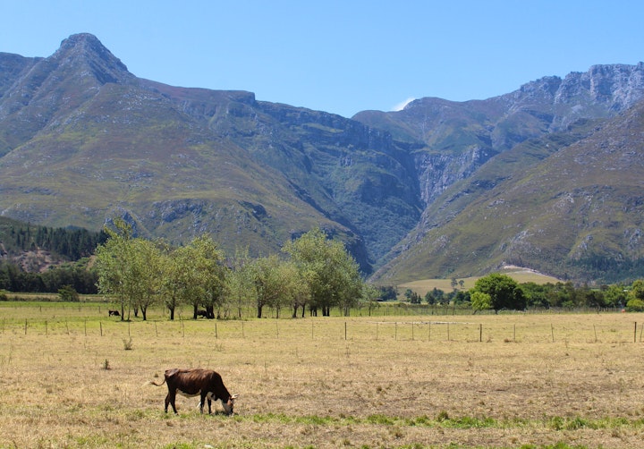 Overberg Accommodation at Arumvale Country Retreat | Viya