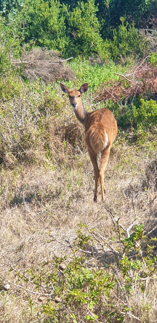 Jeffreys Bay Accommodation at  | Viya