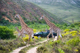 Western Cape Accommodation at Gondwana Game Reserve | Viya