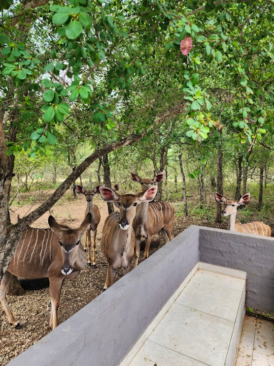 Kruger National Park South Accommodation at  | Viya