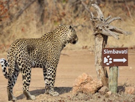 Kruger To Canyons Accommodation at Simbavati River Sands | Viya