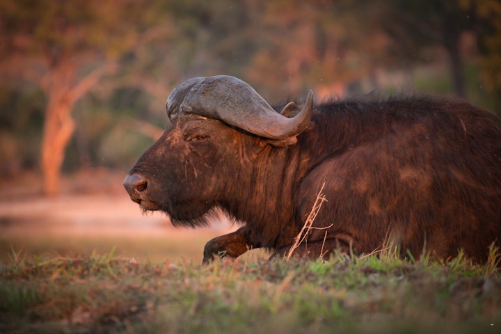 North West Accommodation at Kubu Metsi Safari Lodge | Viya