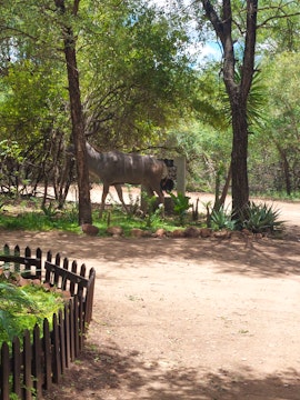 Kruger National Park South Accommodation at  | Viya