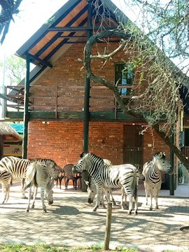 Kruger National Park South Accommodation at  | Viya