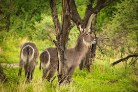 North West Accommodation at Kubu Metsi Safari Lodge | Viya