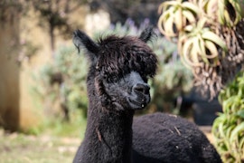 Cape Town Accommodation at Alpaca Retreat | Viya