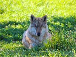 Garden Route Accommodation at Tsitsikamma Wolf Sanctuary | Viya