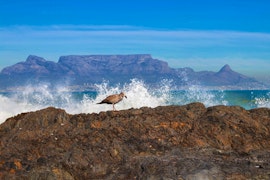 Bloubergstrand Accommodation at Eden on the Bay Apartment 67B | Viya