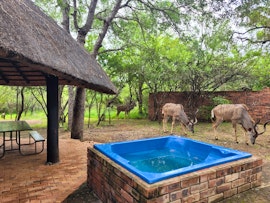 Kruger National Park South Accommodation at  | Viya