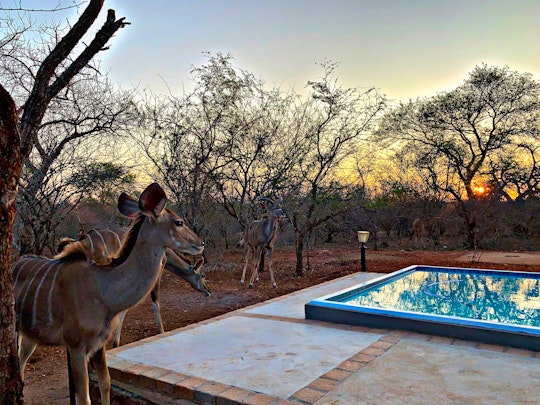 Kruger National Park South Accommodation at  | Viya