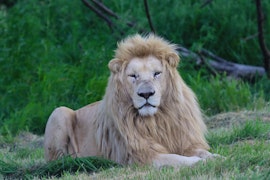 Free State Accommodation at Puruma Pride Lion Park | Viya