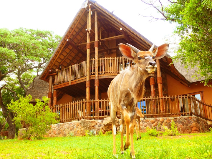 Limpopo Accommodation at Kololo Game Reserve | Viya