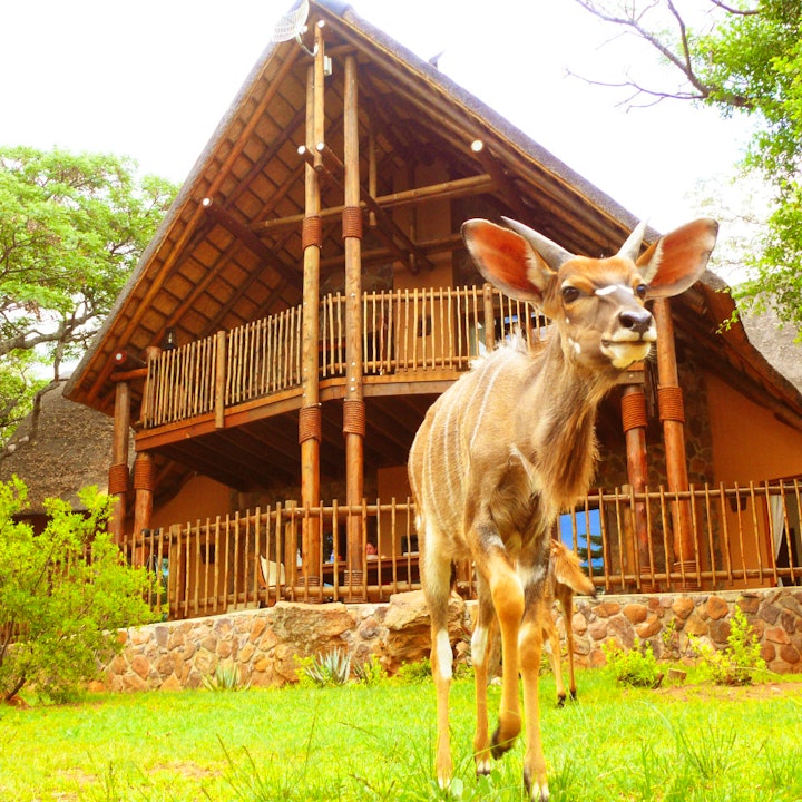 Waterberg Accommodation at Kololo Game Reserve | Viya