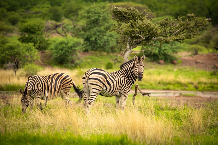 Bojanala Accommodation at Kubu Metsi Safari Lodge | Viya