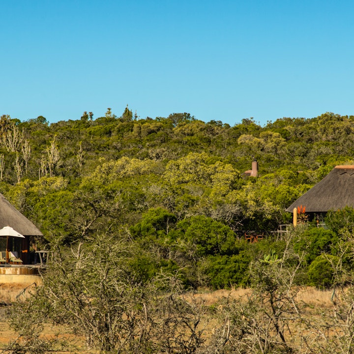 Eastern Cape Accommodation at Pumba Private Game Reserve Msenge Bush Lodge | Viya