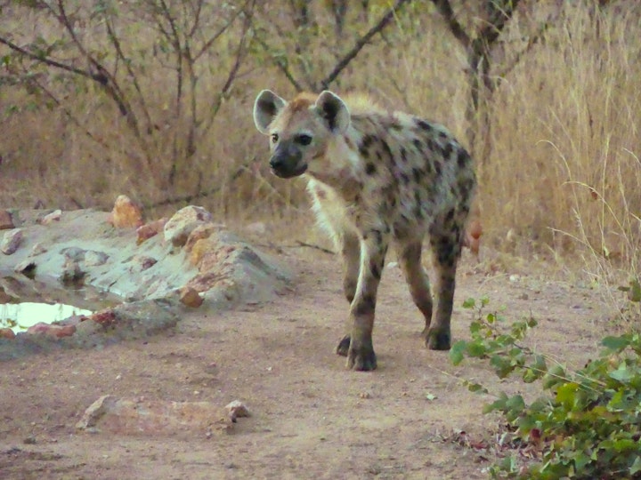 Mpumalanga Accommodation at Umoja Kruger - Wildlife Without Fences | Viya