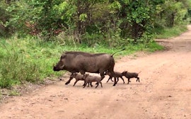 Kruger National Park South Accommodation at Galago's Nest Bush Chalets | Viya