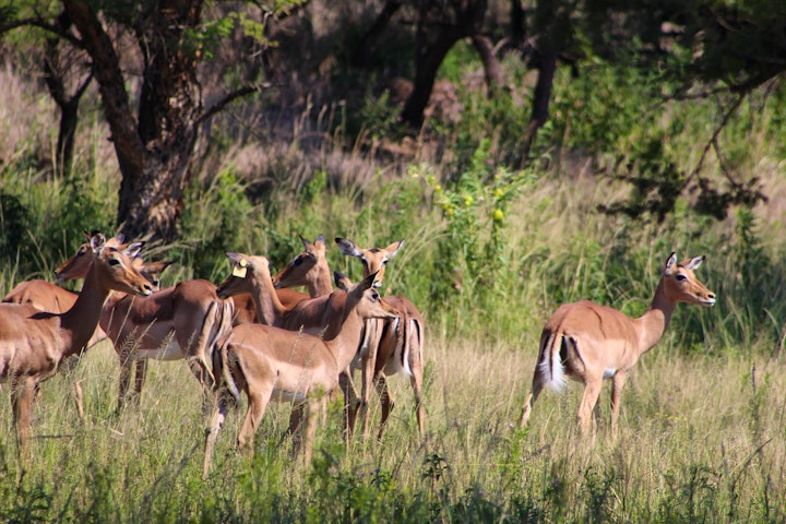 Mpumalanga Accommodation at Indabushe Eco Lodge | Viya