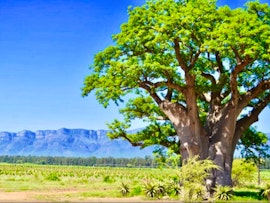 Kruger To Canyons Accommodation at Baobab Tent Camp | Viya