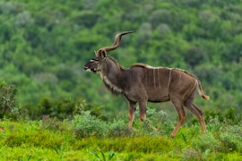 Eastern Cape Accommodation at Mantis Founders Lodge | Viya