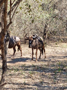 Kruger National Park South Accommodation at  | Viya