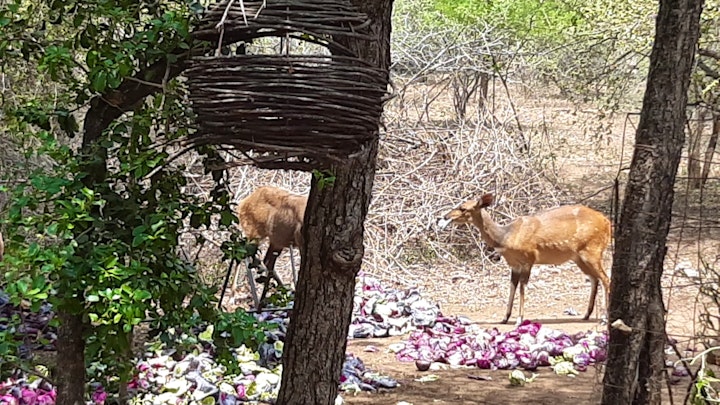 Kruger National Park South Accommodation at Hippoholiday | Viya