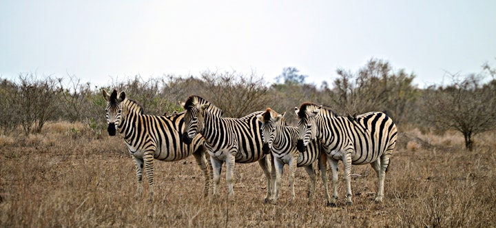 Mpumalanga Accommodation at Pan African Safari | Viya
