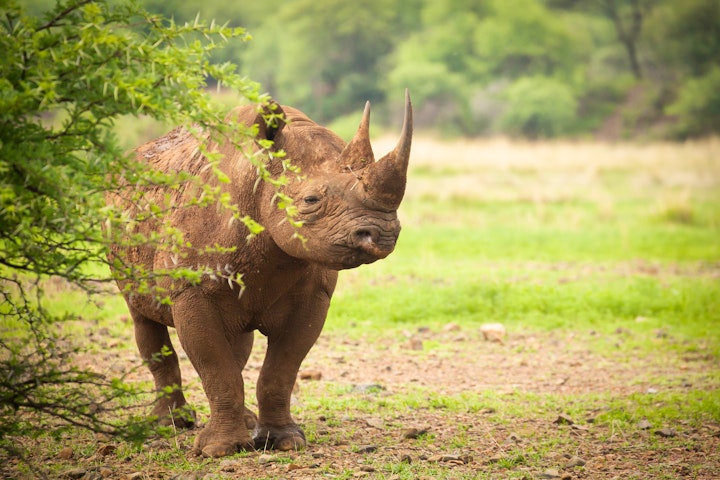 Bojanala Accommodation at Kubu Metsi Safari Lodge | Viya