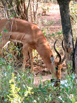 Kruger To Canyons Accommodation at  | Viya