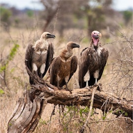 Kruger To Canyons Accommodation at The Wild Horizon Hoedspruit | Viya