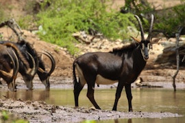 Kruger To Canyons Accommodation at Leopard Rock Lodge | Viya