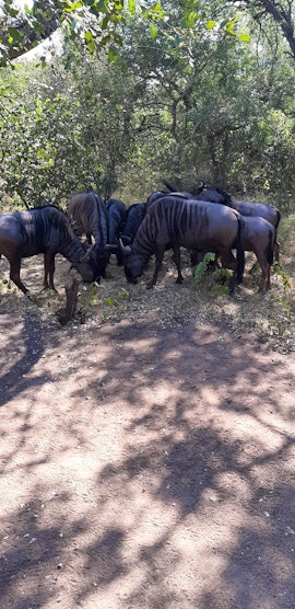 Kruger National Park South Accommodation at Magani Ridge | Viya