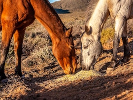 Western Cape Accommodation at Rooilande Guest Farm | Viya