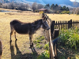 Drakensberg Accommodation at Lake Clarens Guest House | Viya