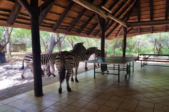 Kruger National Park South Accommodation at  | Viya