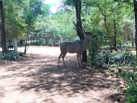 Kruger National Park South Accommodation at  | Viya