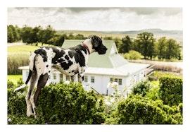 Free State Accommodation at Oaklands Farm Stay | Viya