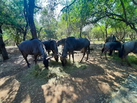 Kruger National Park South Accommodation at African Sky Villas | Viya